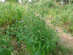 Imagem de Vernonia galamensis (Cass.) Less.