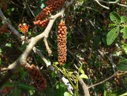 Image of Scleropyrum pentandrum (Dennst.) D. J. Mabberley