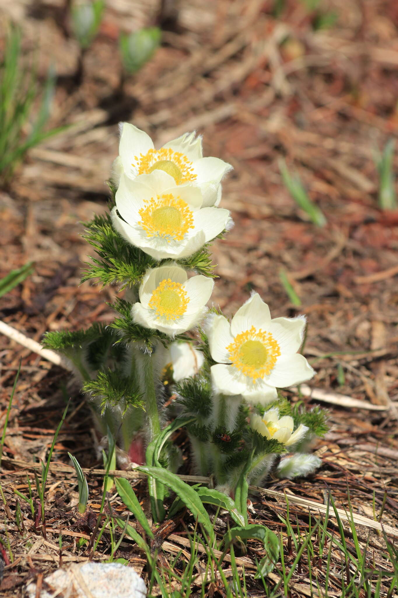 Image of white pasqueflower