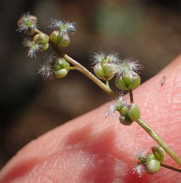 Image of Triglochin bulbosa subsp. bulbosa