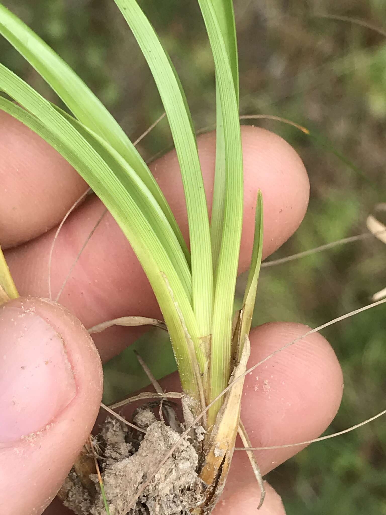 Image of Clustered Beak Sedge