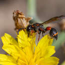 Image de Leptochilus eatoni (E. Saundas 1905)