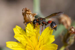 Image of Leptochilus eatoni (E. Saundas 1905)