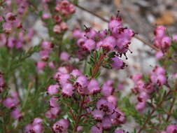 Image of Erica turgida Salisb.