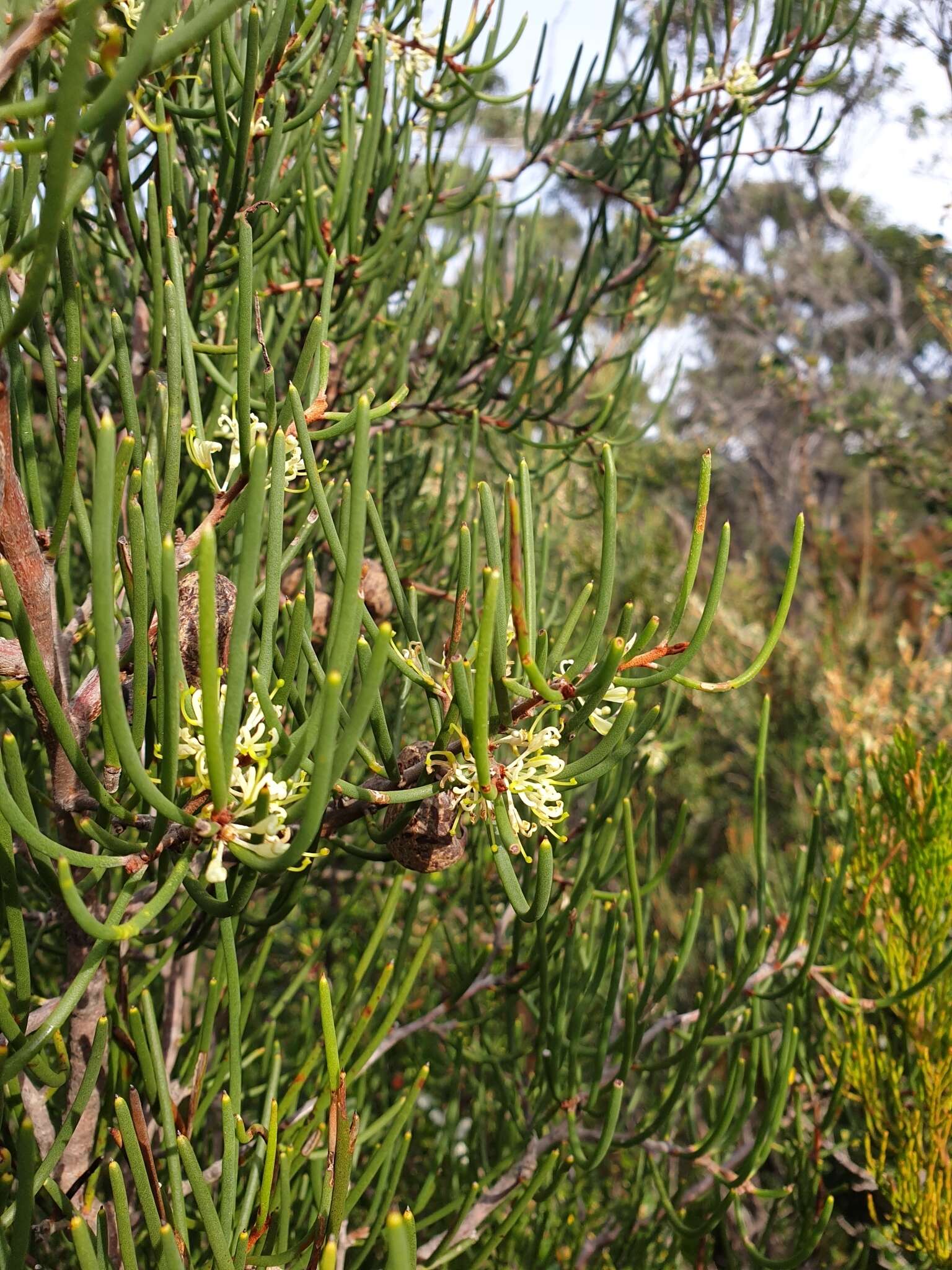 Image of Hakea epiglottis Labill.