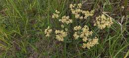 Sivun Helichrysum appendiculatum (L. fil.) Less. kuva