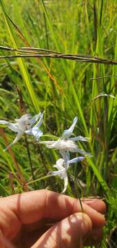 Delphinium carolinianum subsp. vimineum (D. Don) M. J. Warnock的圖片