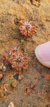 Image of Drosera miniata Diels