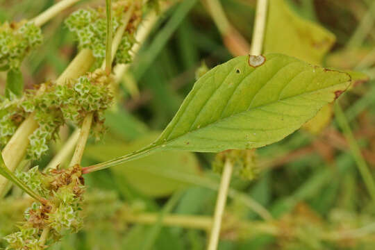 Imagem de Amaranthus urceolatus Benth.