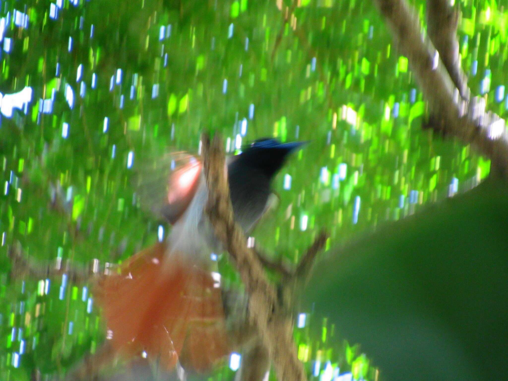 Image of Terpsiphone viridis granti (Roberts 1948)