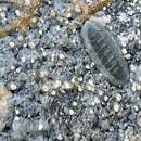 Image of regular chiton