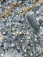 Image of regular chiton