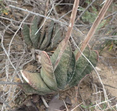 Image of Gasteria disticha var. robusta van Jaarsv.