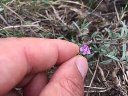 Image of Veronica pectinata L.