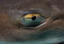 Image of Common Smoothhound