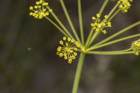 Слика од Thapsia asclepium L.