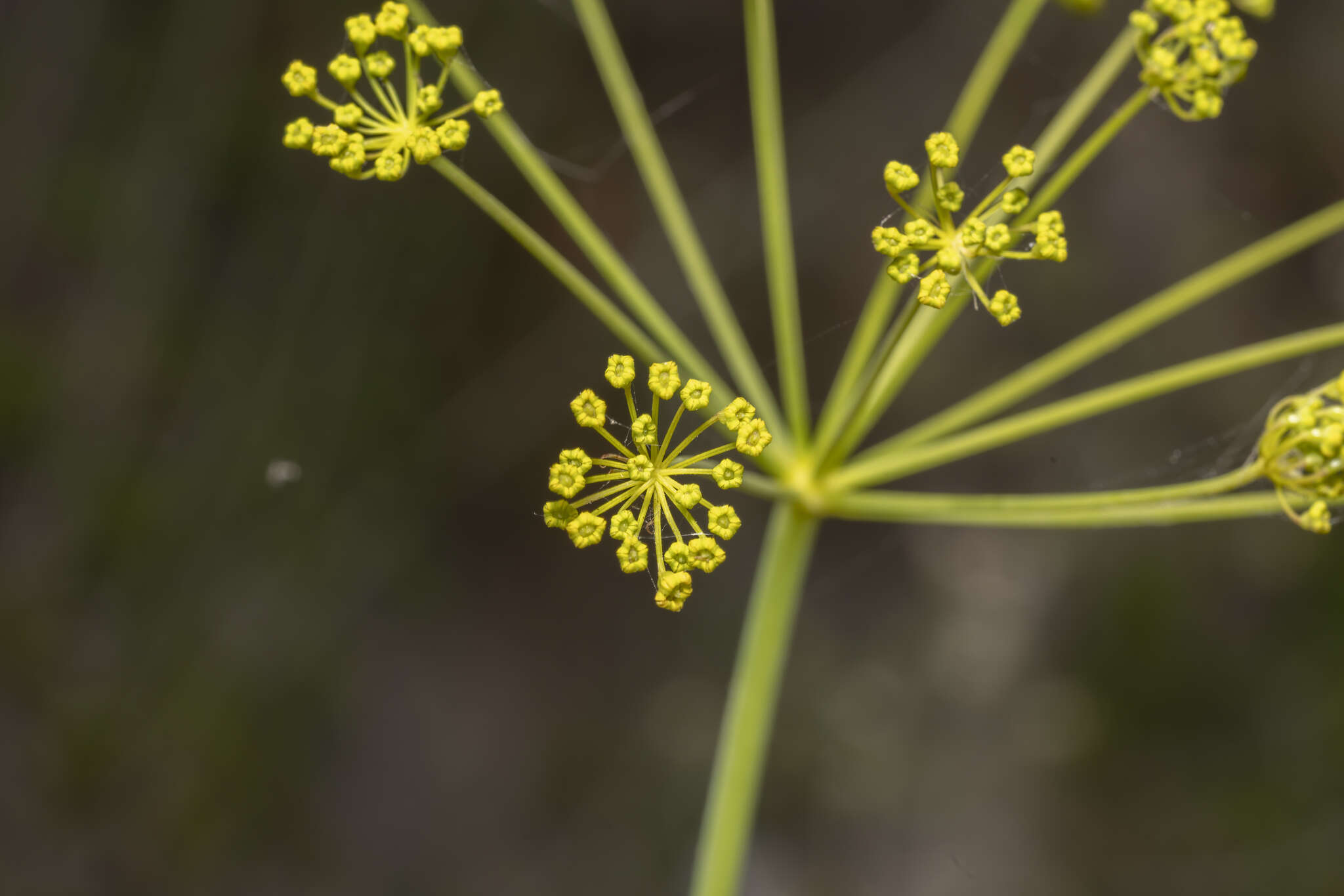 Image of Thapsia asclepium L.