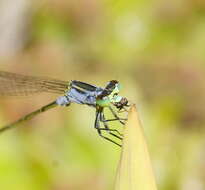 Ischnura pruinescens (Tillyard 1906) resmi