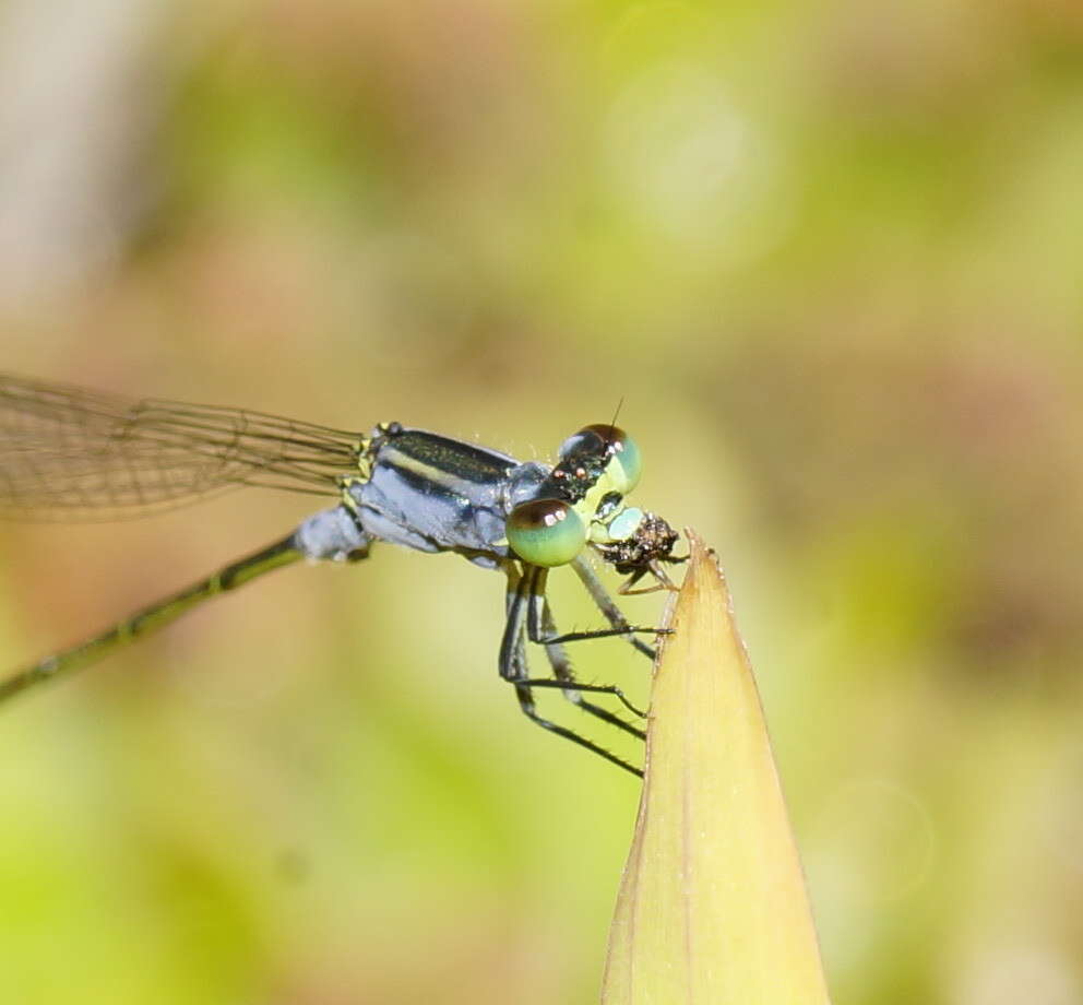 Ischnura pruinescens (Tillyard 1906) resmi