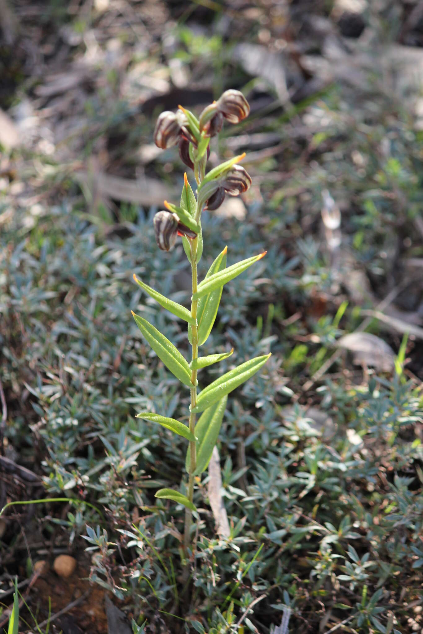 Image of Red-banded greenhood