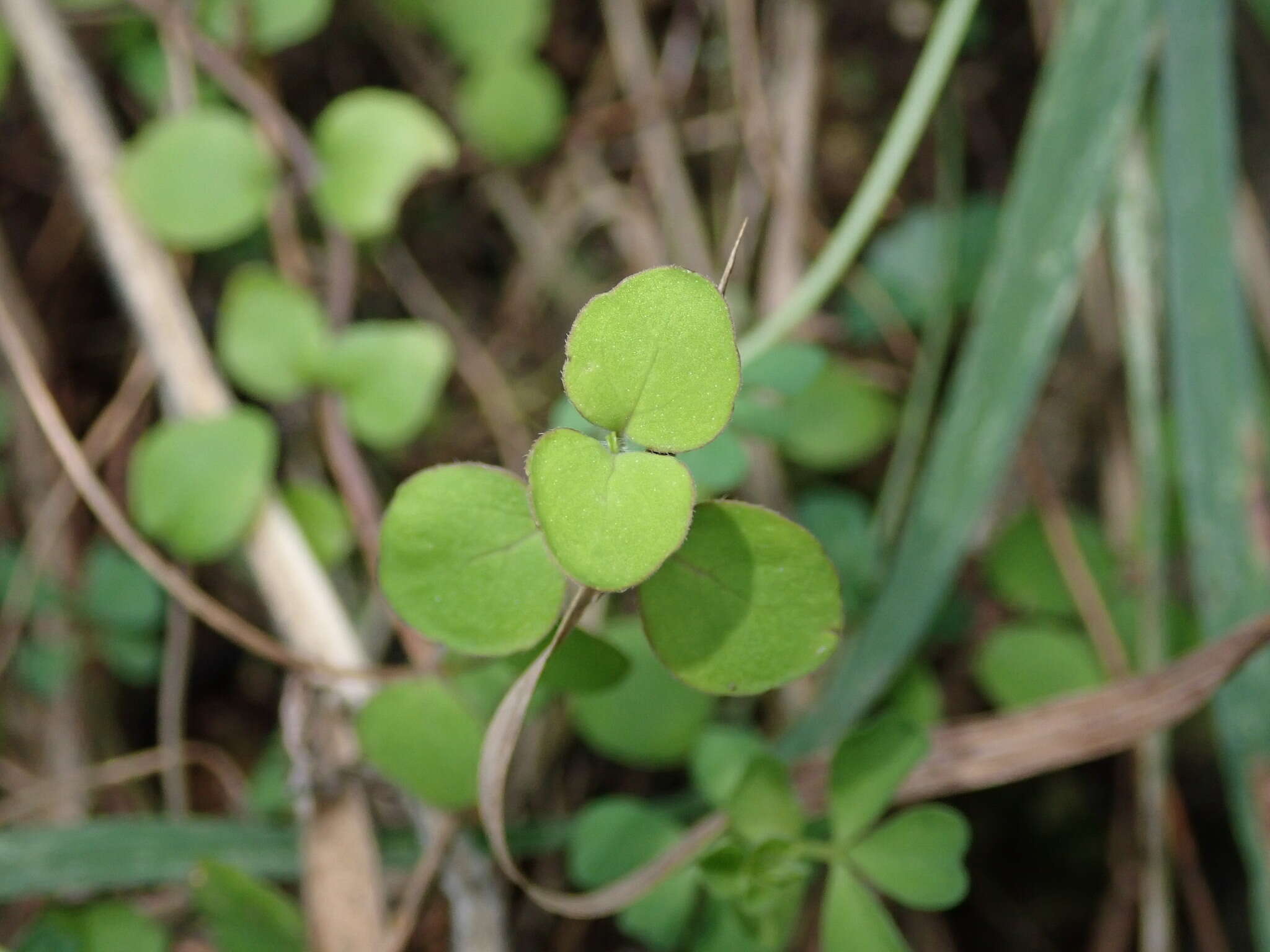 Image of Mentha cunninghamii (Benth.) Benth.