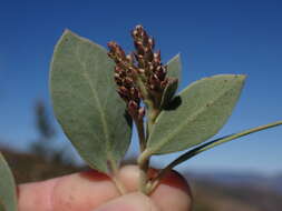 Image of Adams' manzanita