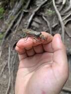 Image of Giant Salmonfly