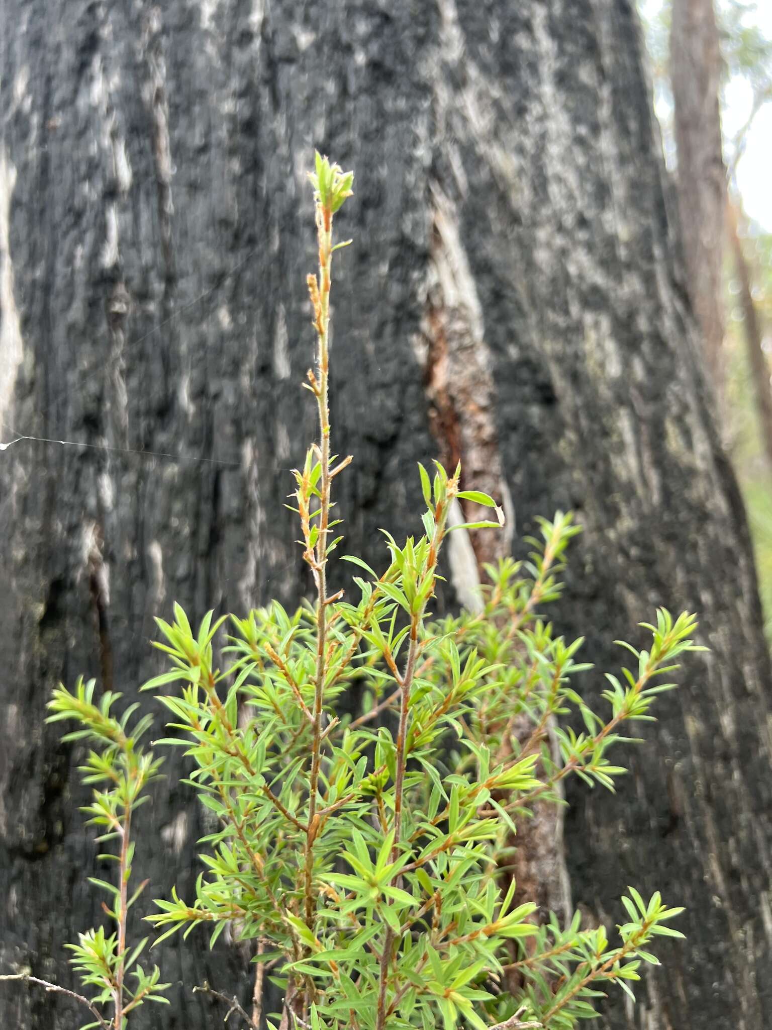 صورة Pultenaea muelleri Benth.