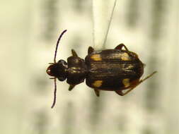 Image of Carabidae