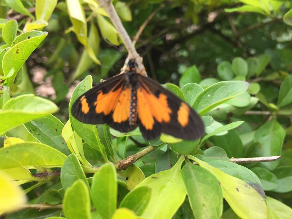 Image de Acraea acerata Hewitson 1874