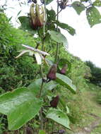 Image de Passiflora tatei Killip & Rusby