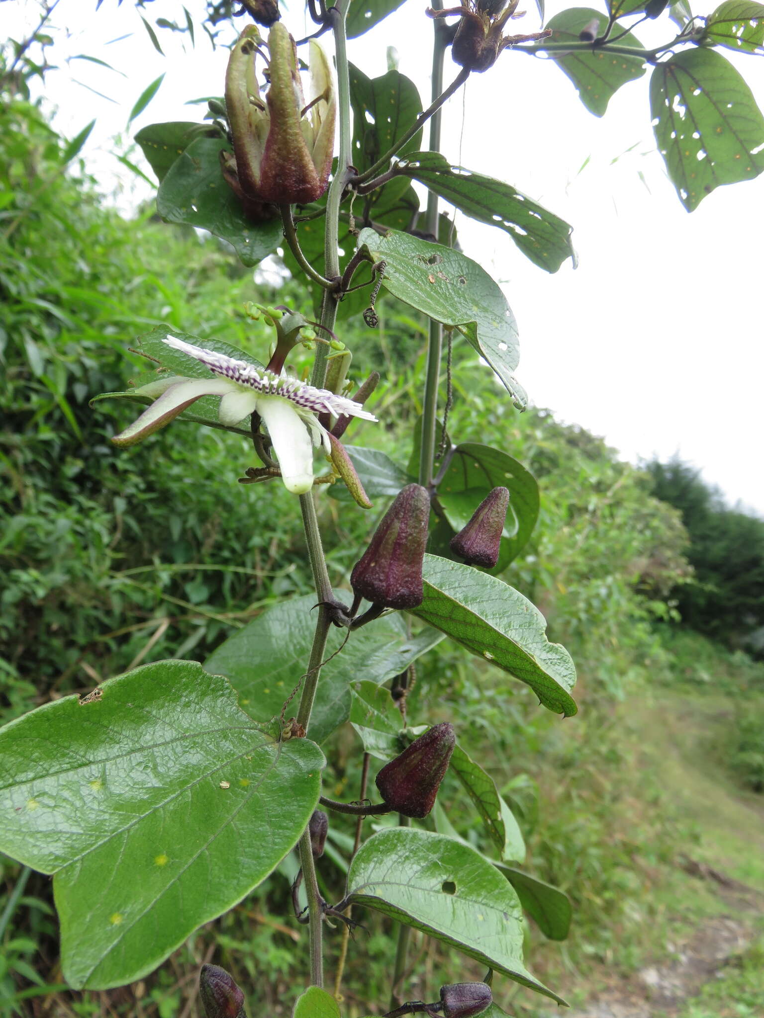 Image de Passiflora tatei Killip & Rusby