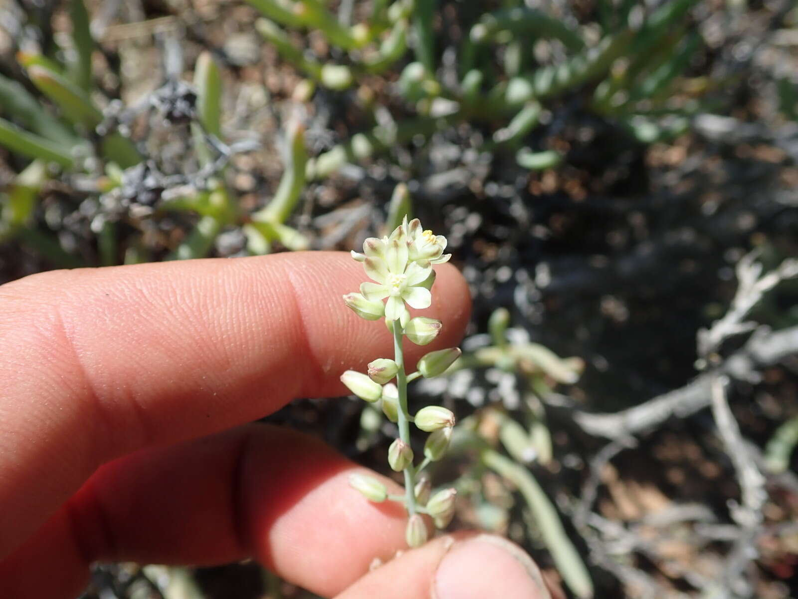 Image of Eriospermum zeyheri R. A. Dyer