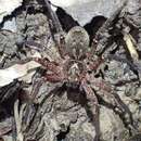 Heteropoda distincta Davies 1994 resmi