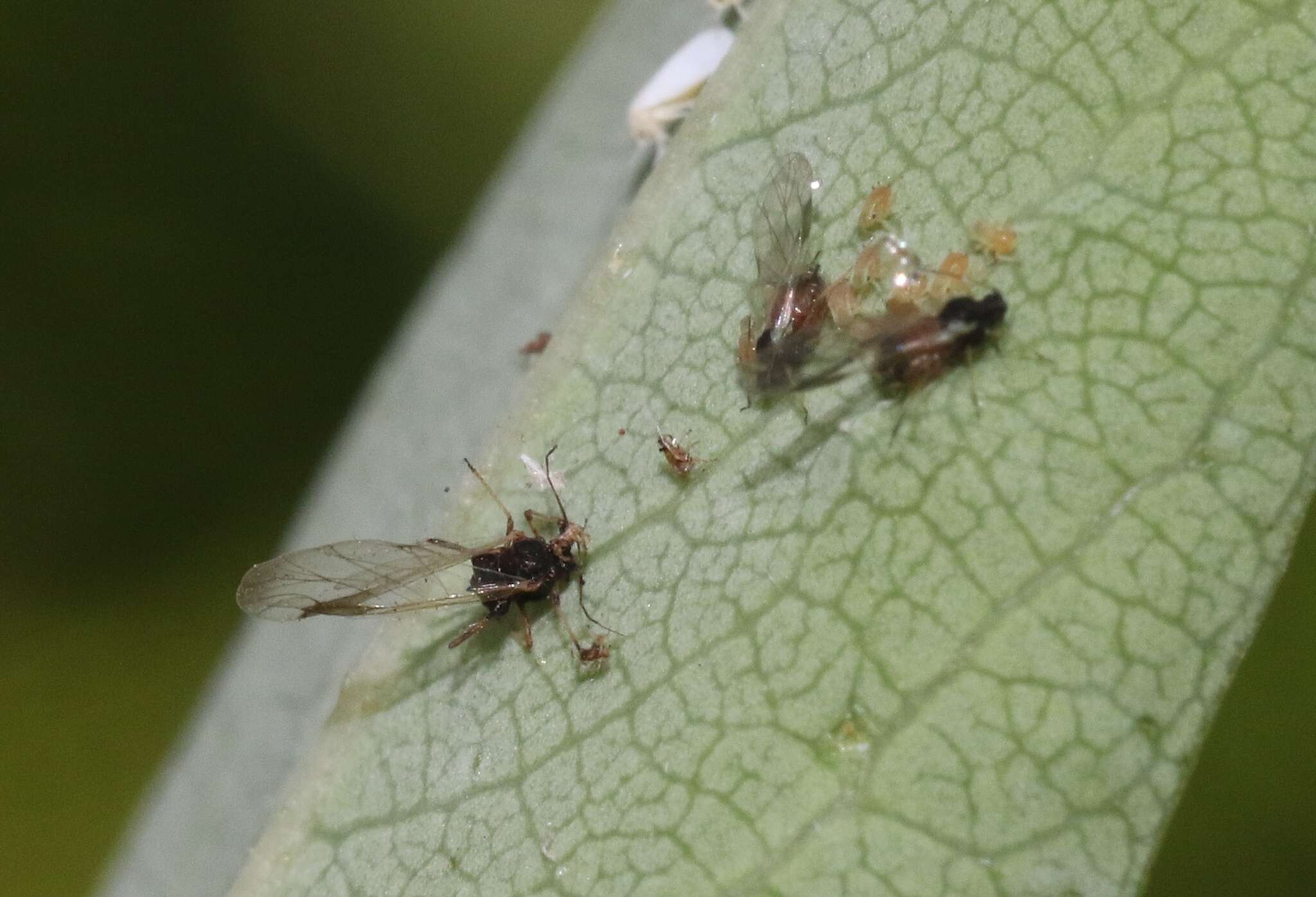 Image of Aphis (Aphis) ceanothi Clarke & W. T. 1903