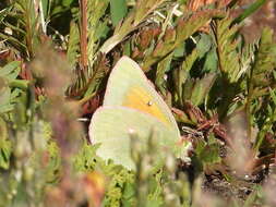 Colias meadii Edwards 1871 resmi