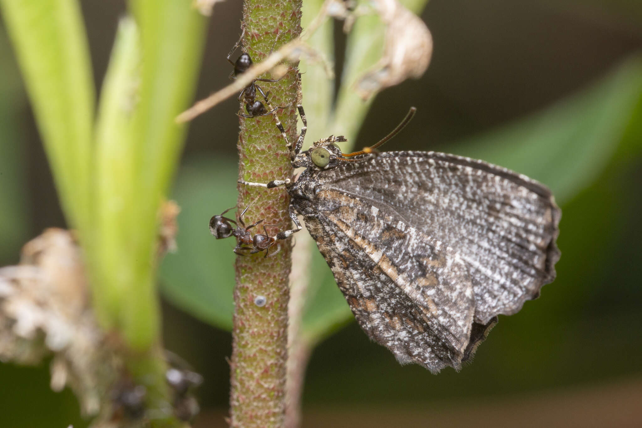 Image of Logania marmorata damis Fruhstorfer 1914