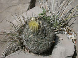 Image of Lloyd's Mariposa cactus