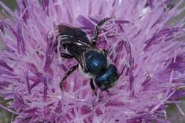 Image of Osmia chalybea Smith 1853