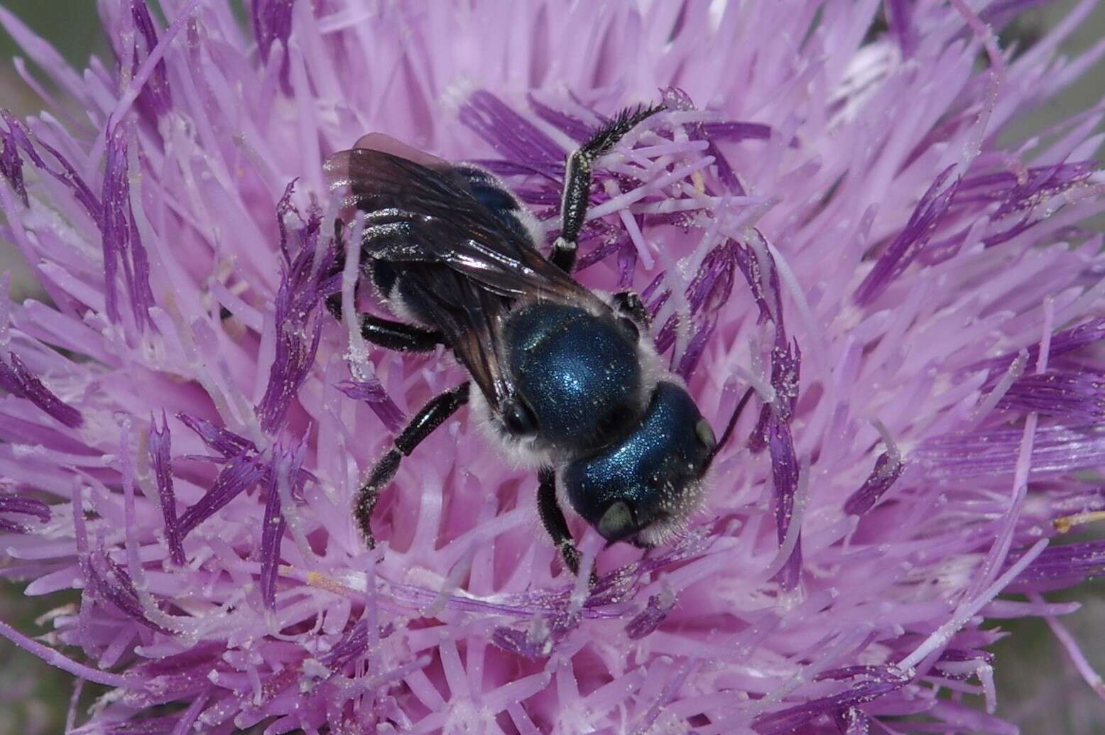 Image de Osmia chalybea Smith 1853