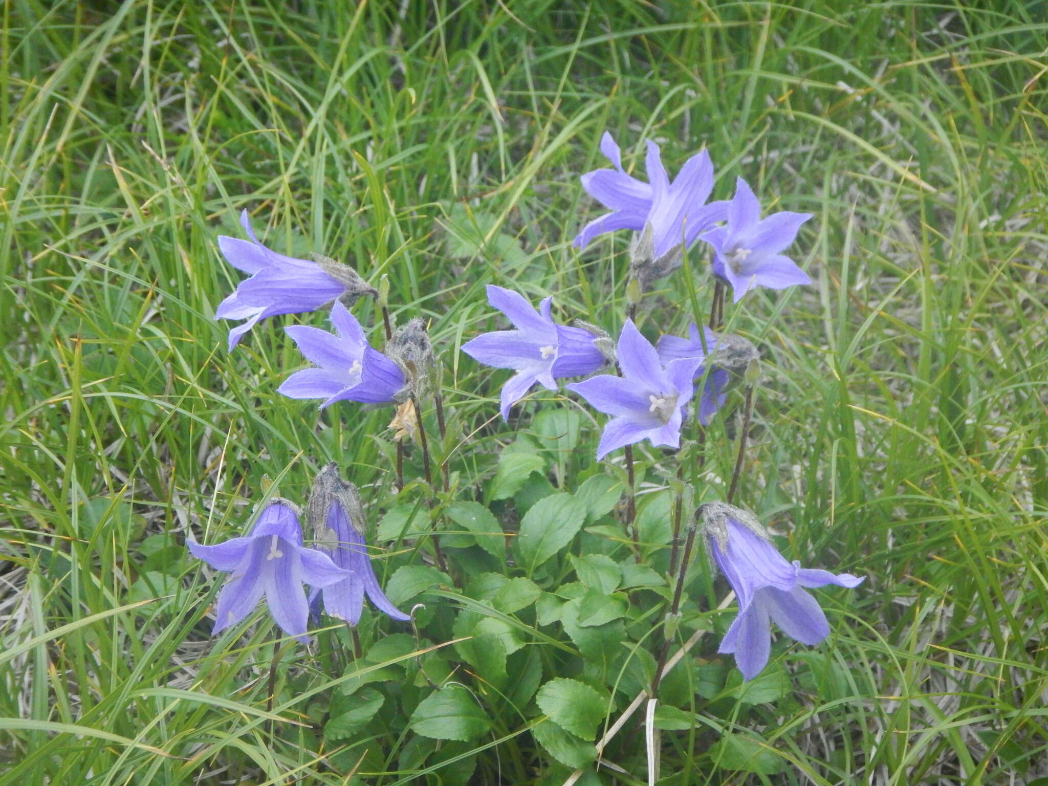 Image of hairyflower bellflower