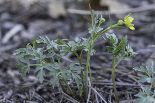 Image of Tadpole Alkali Buttercup