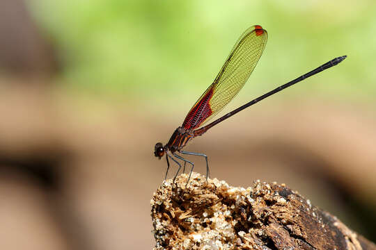 Image of Hetaerina rosea Selys 1853