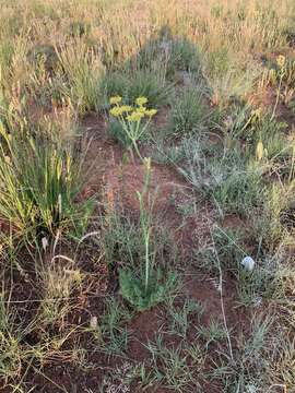 صورة Afrosciadium magalismontanum (Sond.) Winter