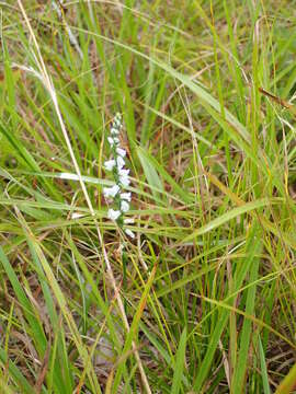 Слика од Spiranthes tuberosa Raf.