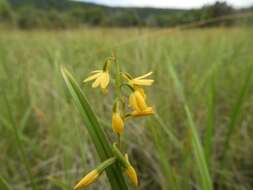 Image de Eulophia milnei Rchb. fil.