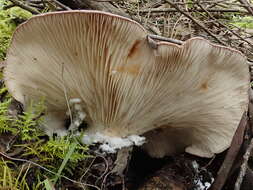 صورة Leucopaxillus lilacinus Bougher 1987