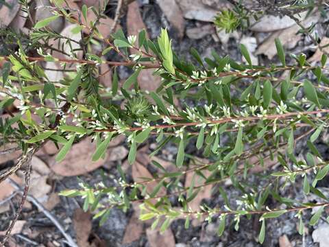 Plancia ëd Leucopogon muticus R. Br.