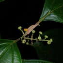 صورة Miconia variabilis Gamba & Almeda