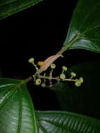 صورة Miconia variabilis Gamba & Almeda